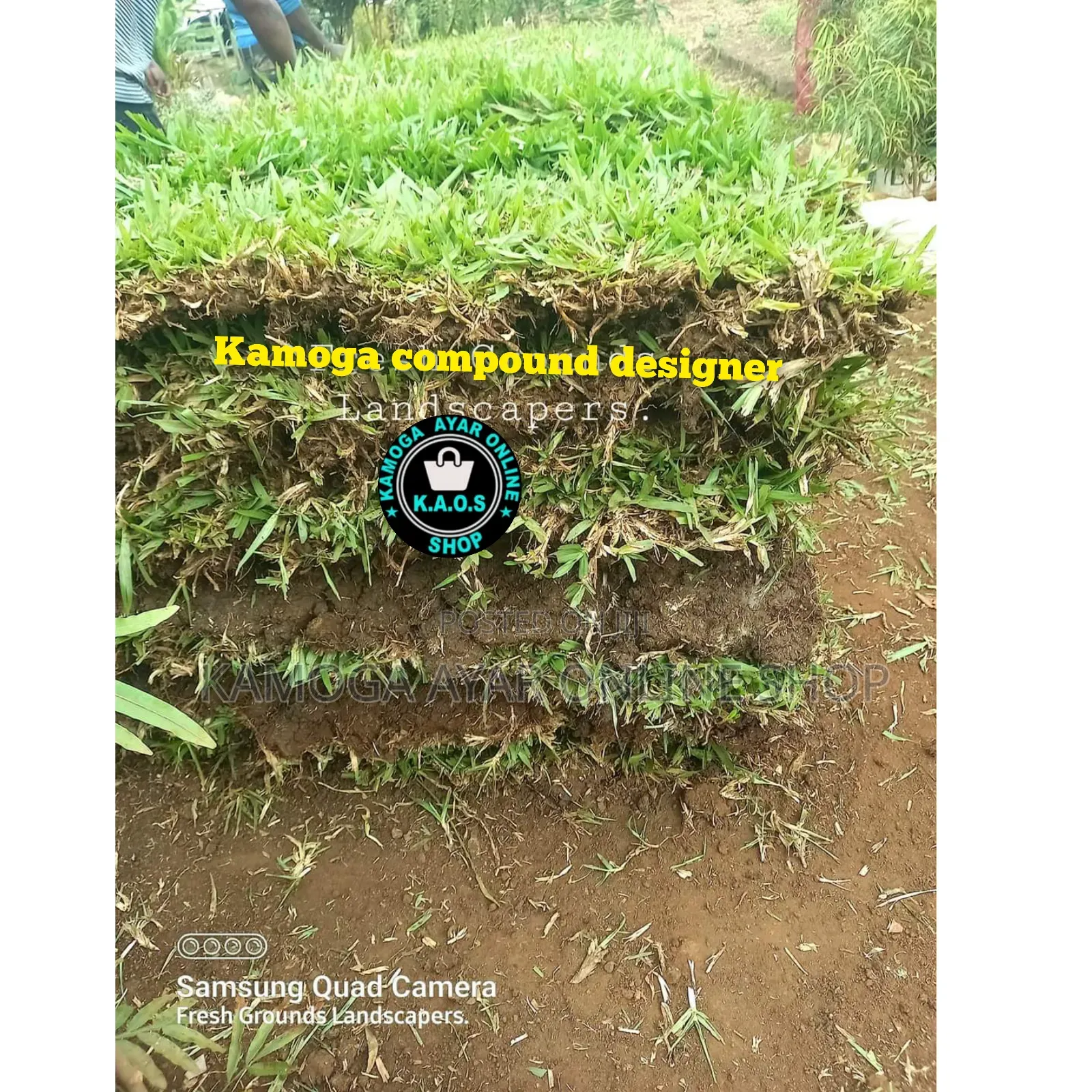 Natural Garden Paspalum Grass/Compound Grass