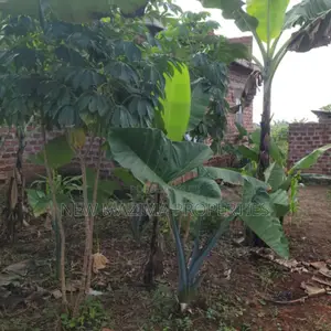 1bdrm House in Matuga Kavule, Division A for sale