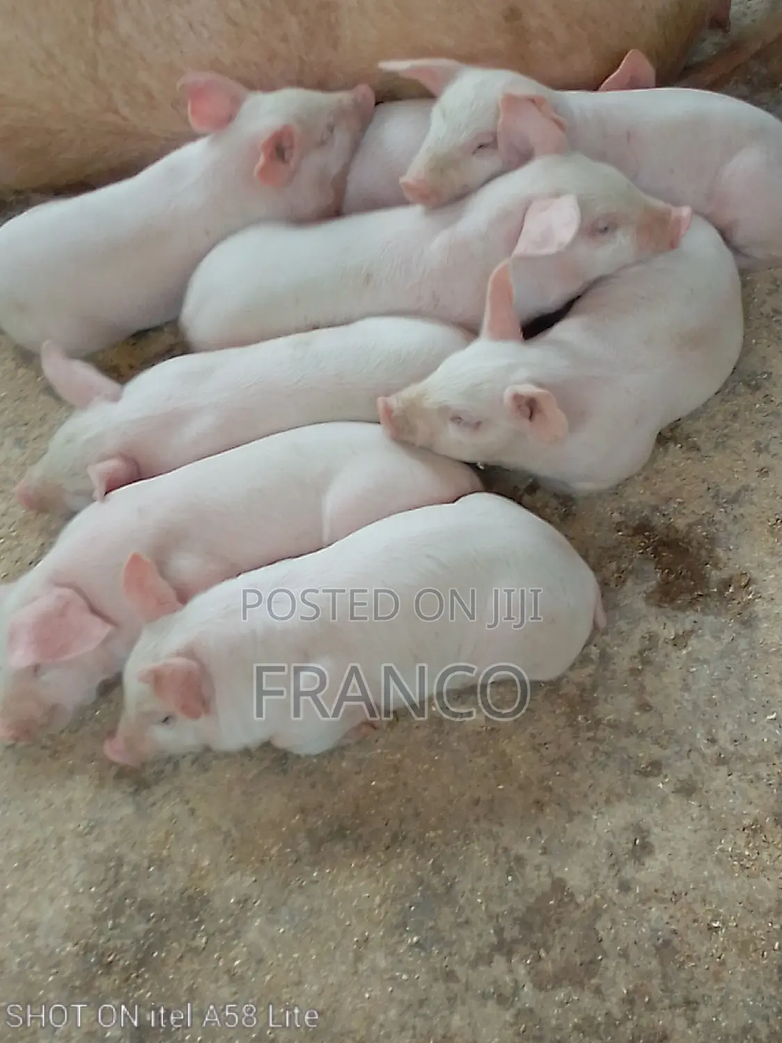 Pregnant Sows, Gilts, Boars and Piglets for Sale