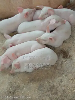 Pregnant Sows, Gilts, Boars and Piglets for Sale