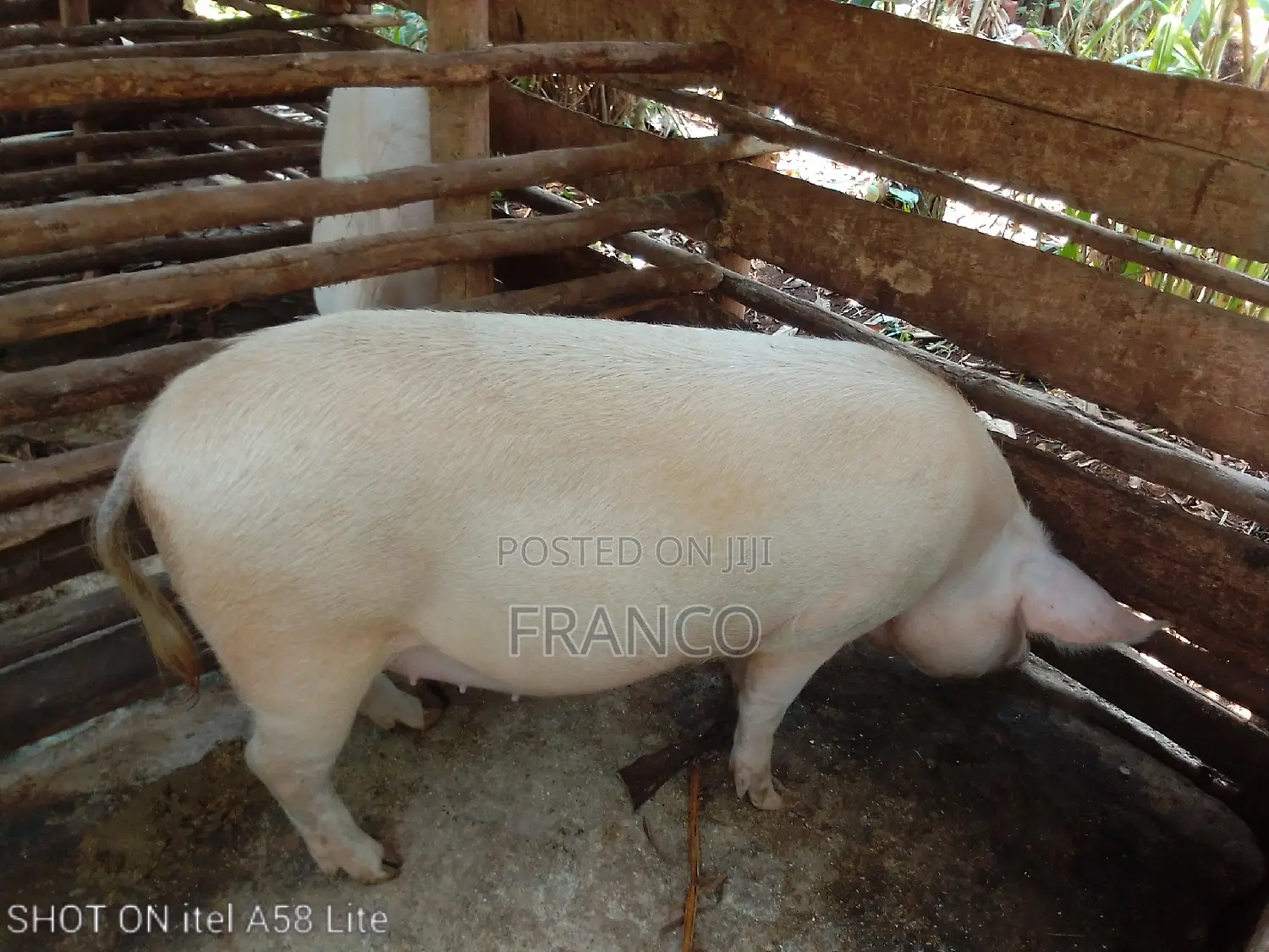 Pregnant Sows, Gilts, Boars and Piglets for Sale