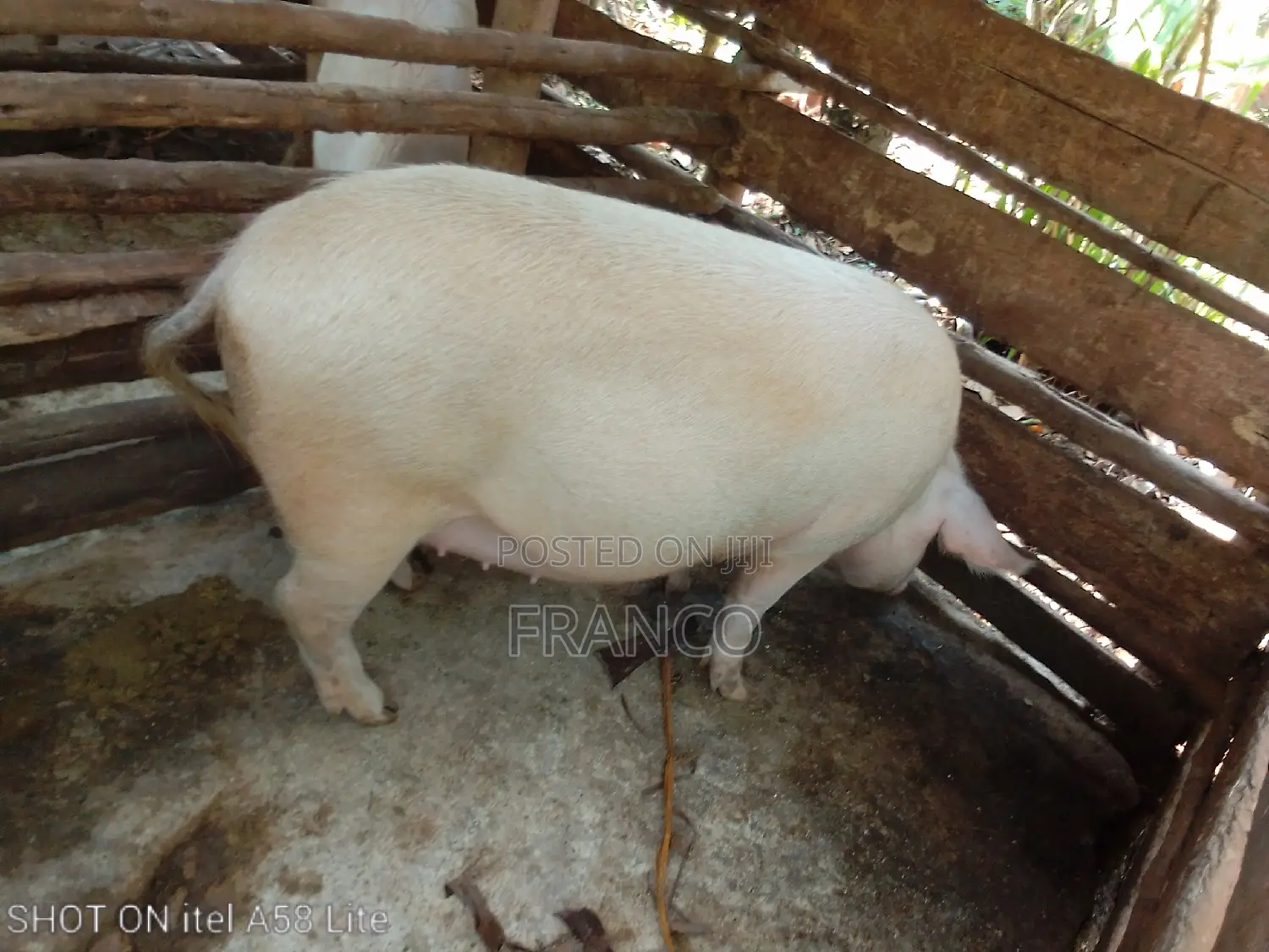 Pregnant Sows, Gilts, Boars and Piglets for Sale