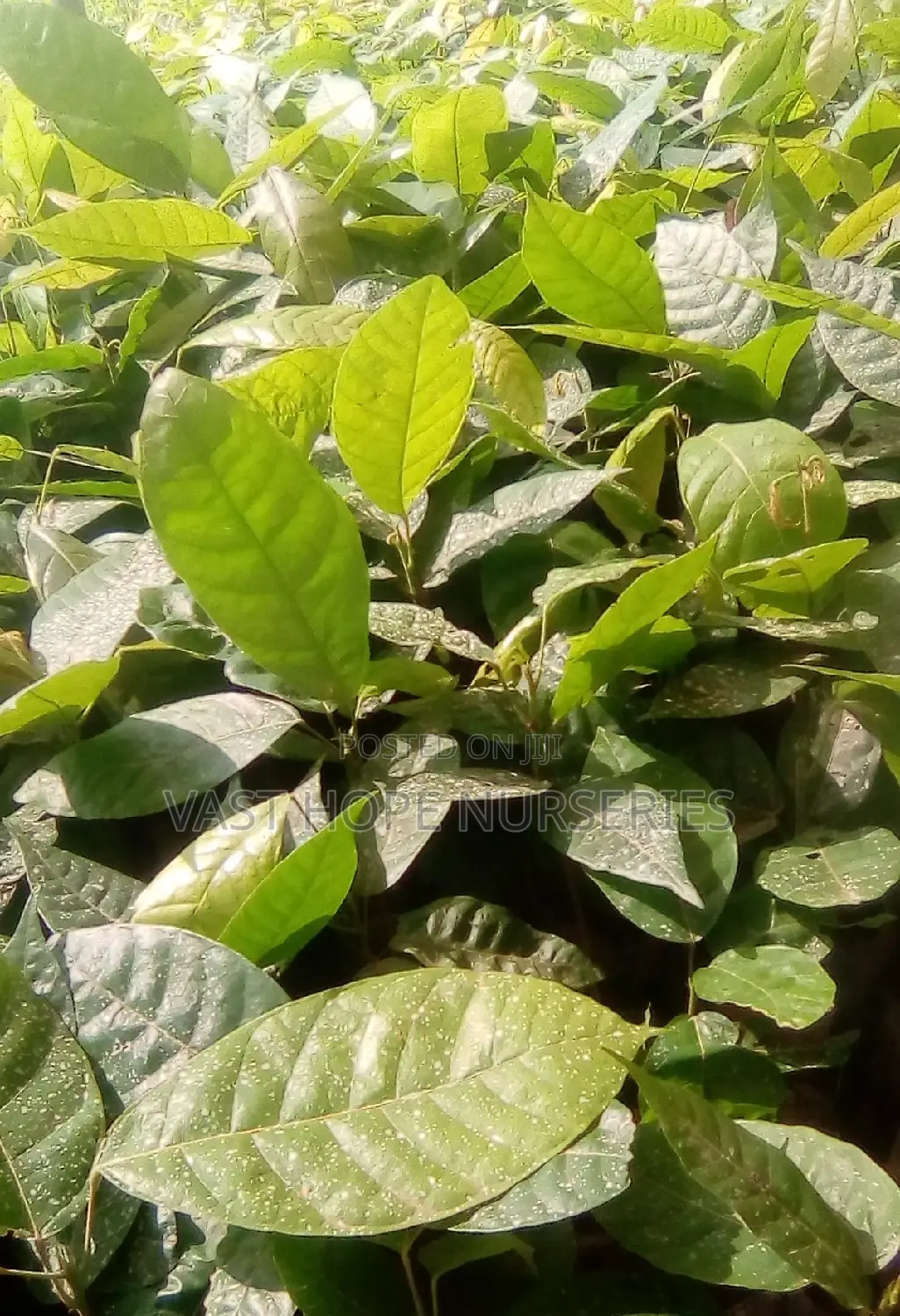 Cocoa Seedlings