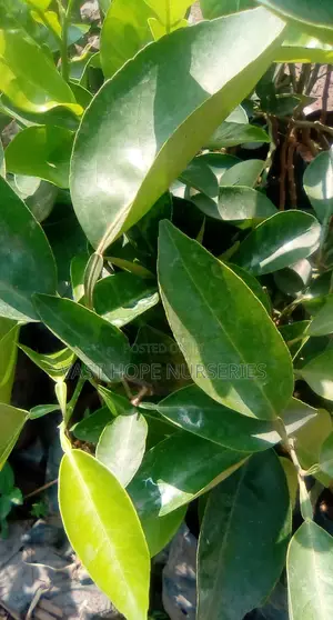 Tangerine (Mangada) Seedlings