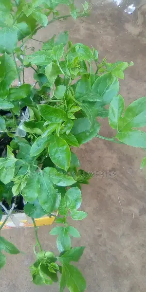Grafted Kawanda Hybrid Passion Fruit Seedlings