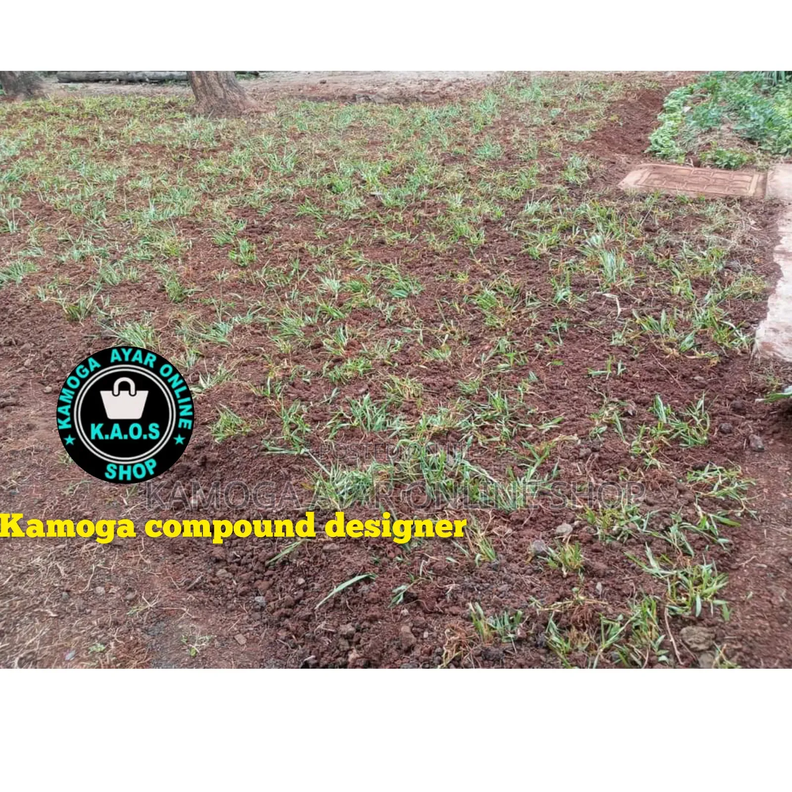 Natural Grass Lawn and Paspalum Grass