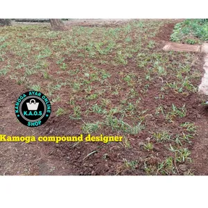Natural Grass Lawn and Paspalum Grass
