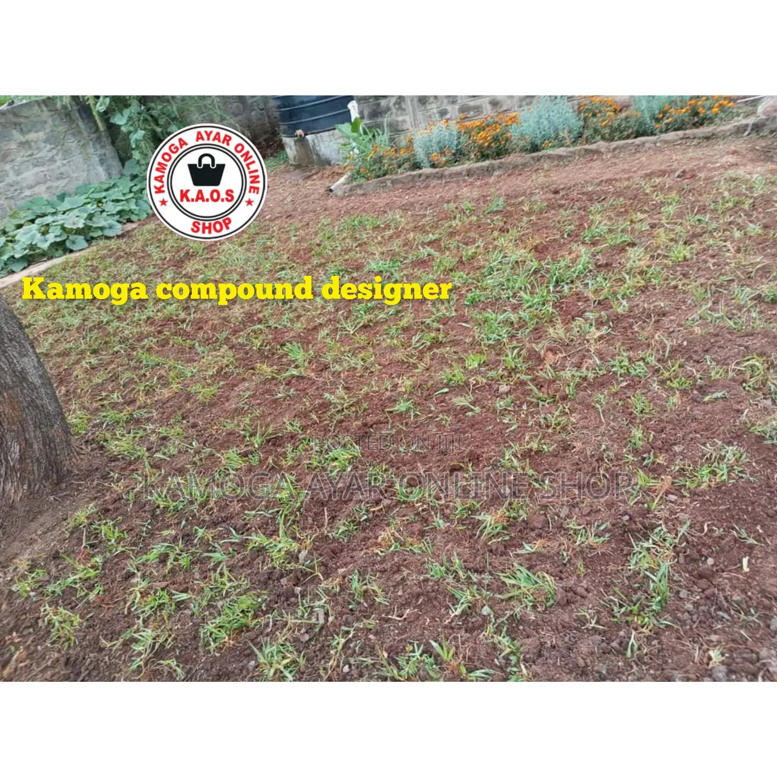 Natural Grass Lawn and Paspalum Grass