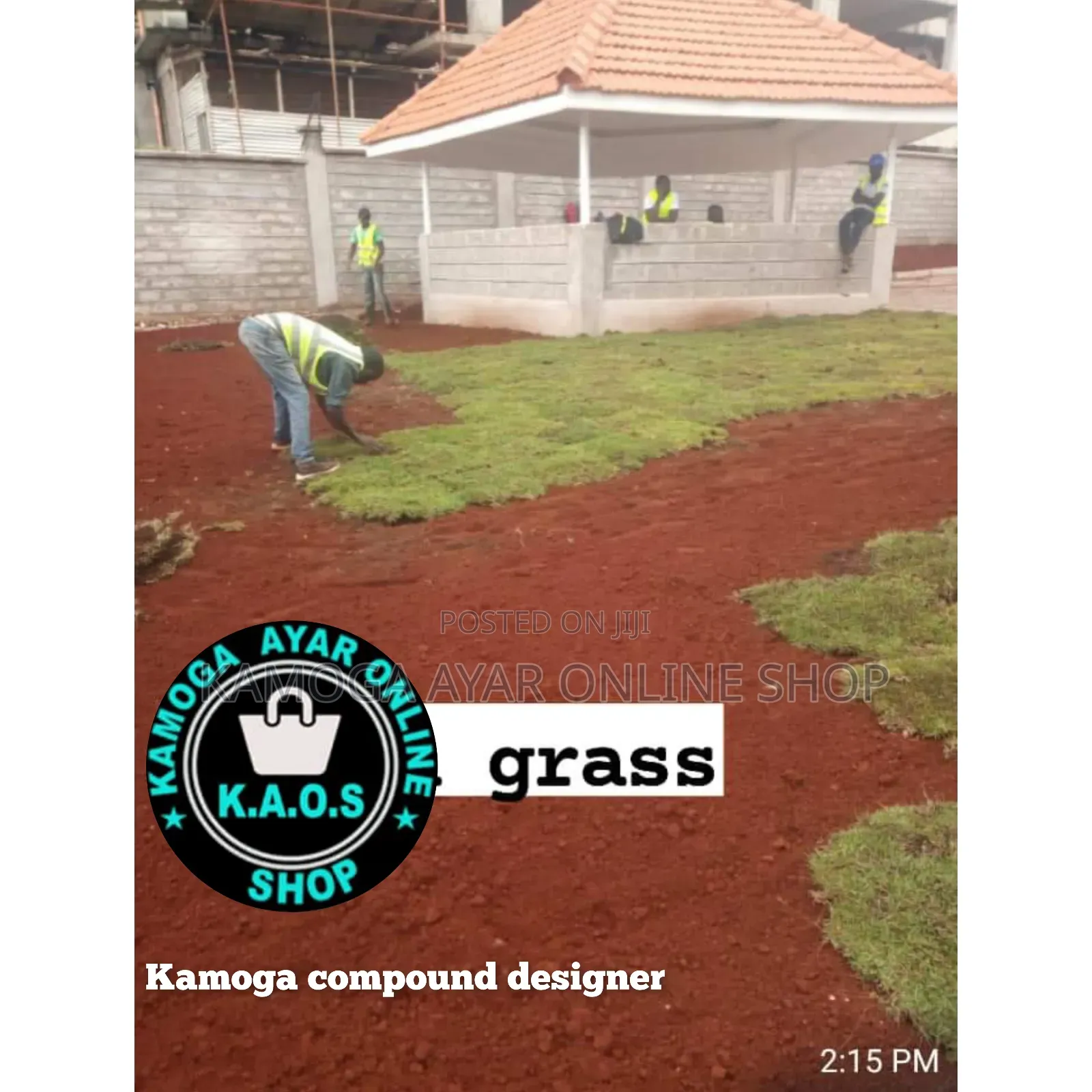 Hybrid Natural Garden Paspalum Grass and Lawn Grass
