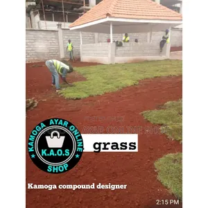 Hybrid Natural Garden Paspalum Grass and Lawn Grass