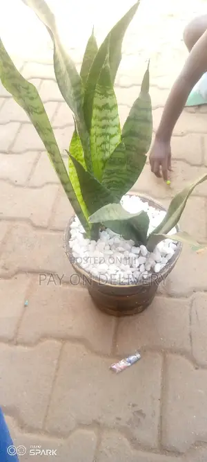 Indoor Clay Pots