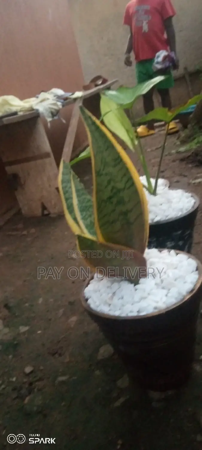 Indoor Clay Pots