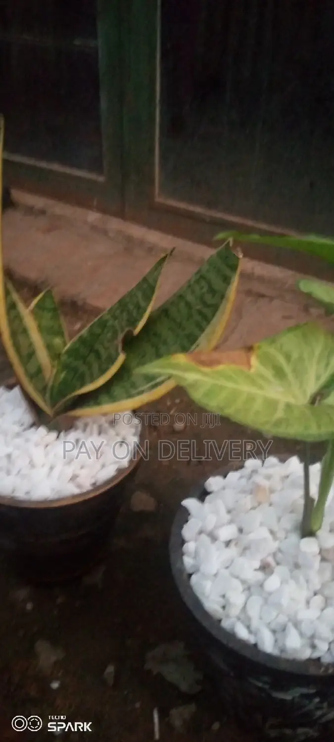 Indoor Clay Pots
