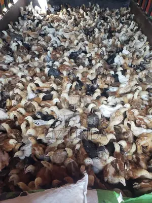 Free Range Different Breeds of Chickens at One Month 12.
