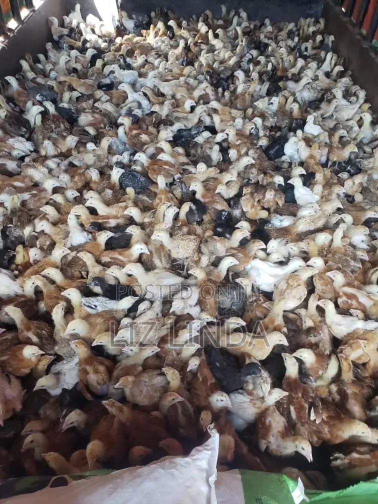 Free Range Different Breeds of Chickens at One Month 12.