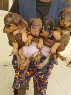 1-3 months Male Purebred Dachshund