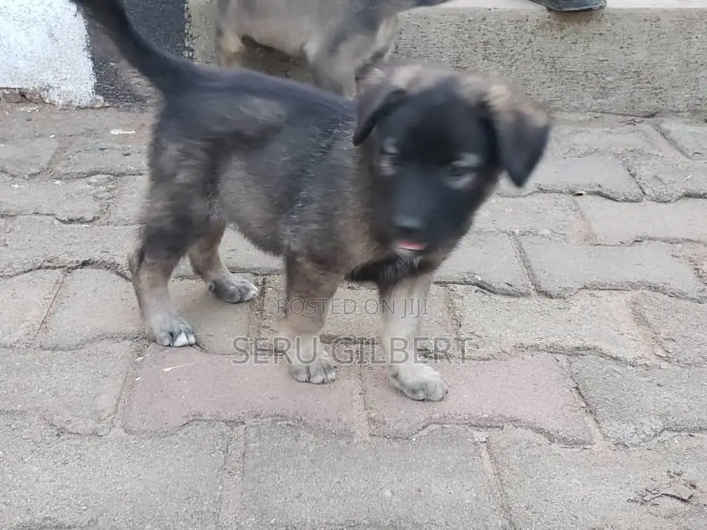 1-3 months Male Purebred German Shepherd