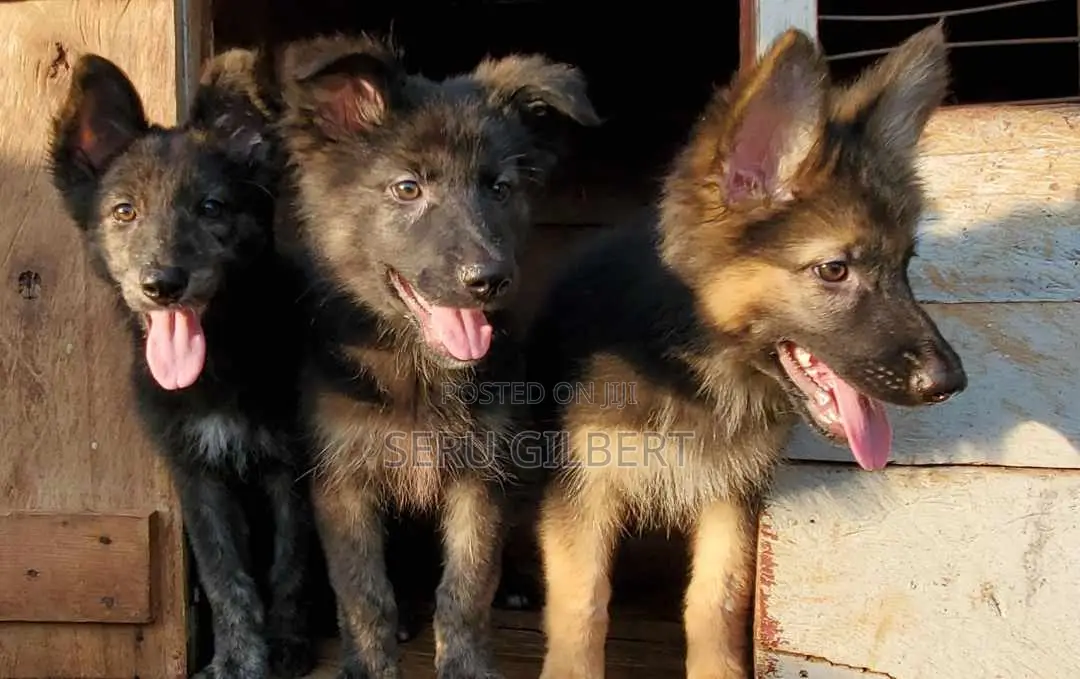 3-6 months Male Purebred German Shepherd