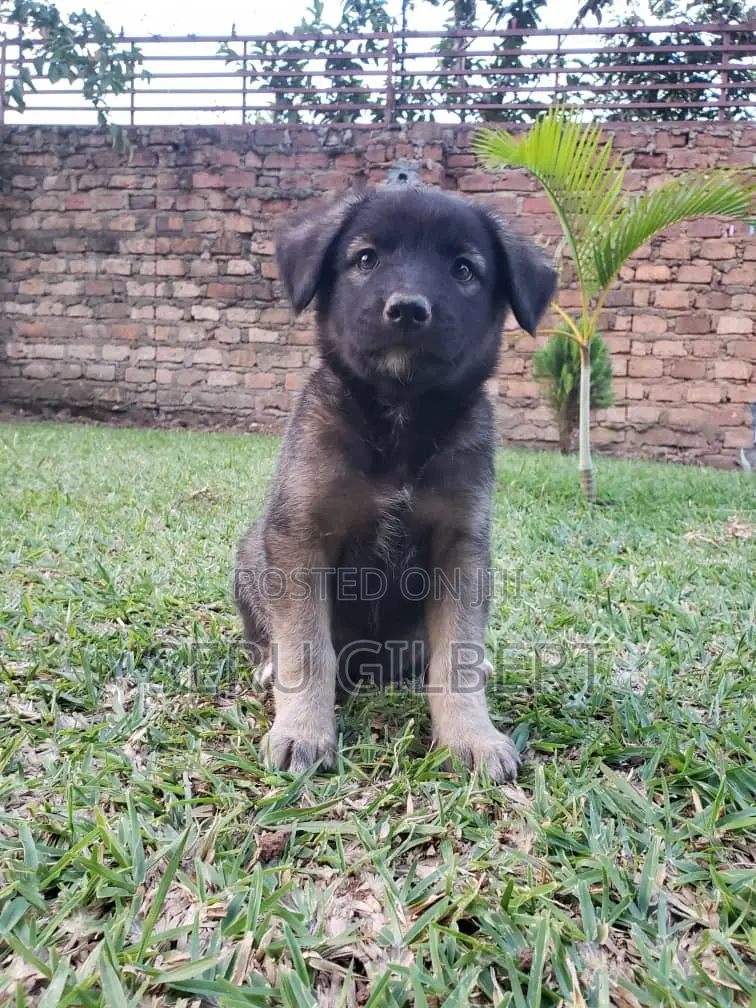 0-1 month Male Purebred German Shepherd