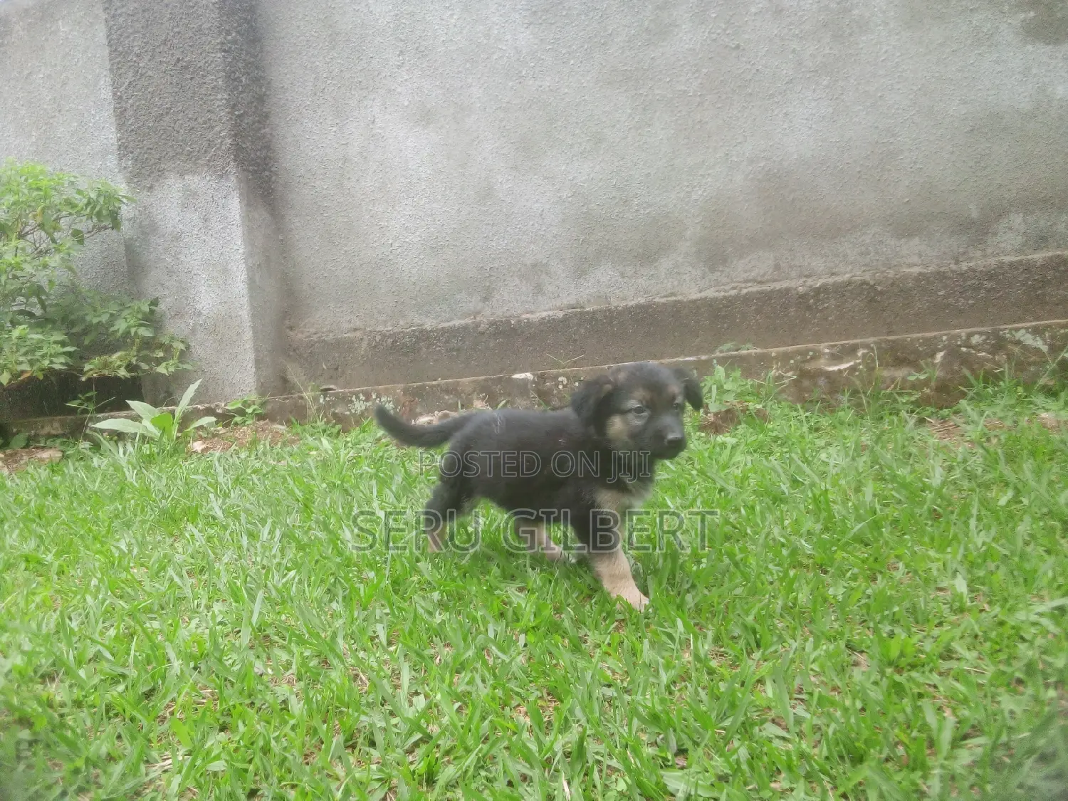 1-3 months Female Purebred German Shepherd