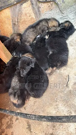 1-3 months Male Purebred German Shepherd