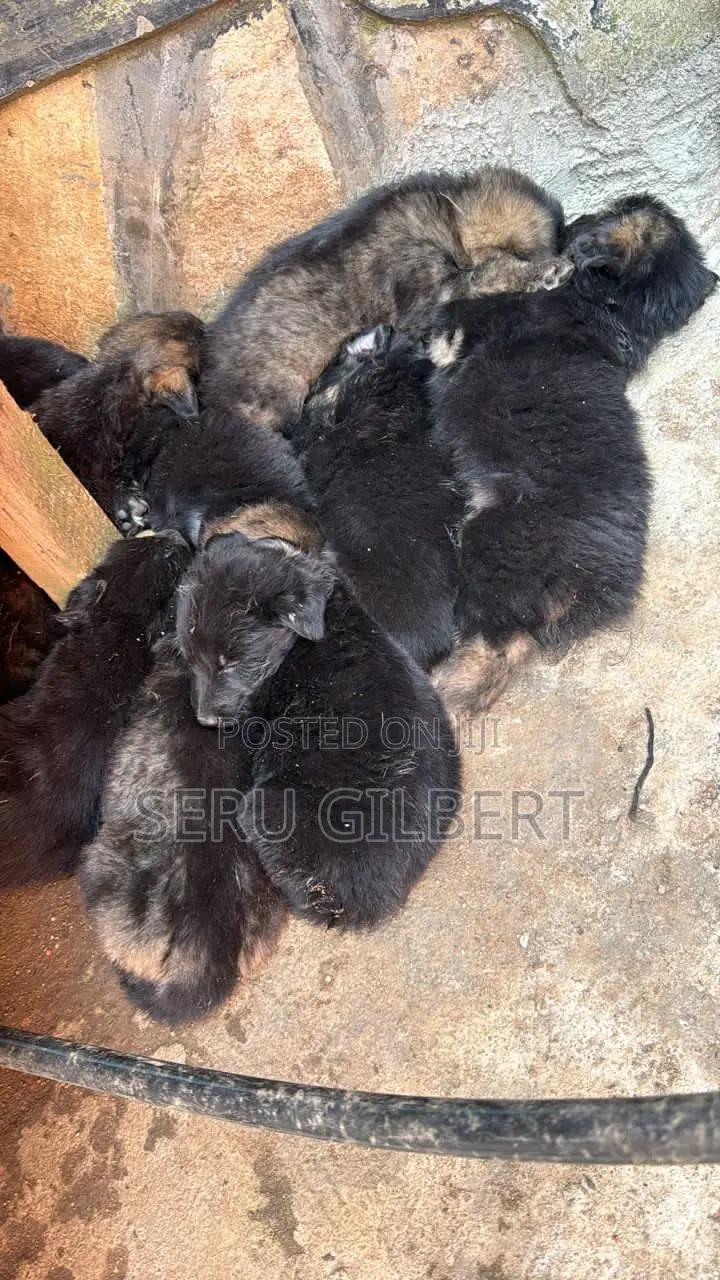 1-3 months Male Purebred German Shepherd