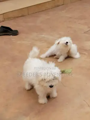 1-3 months Male Purebred Maltese