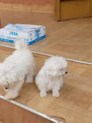 1-3 months Male Purebred Maltese