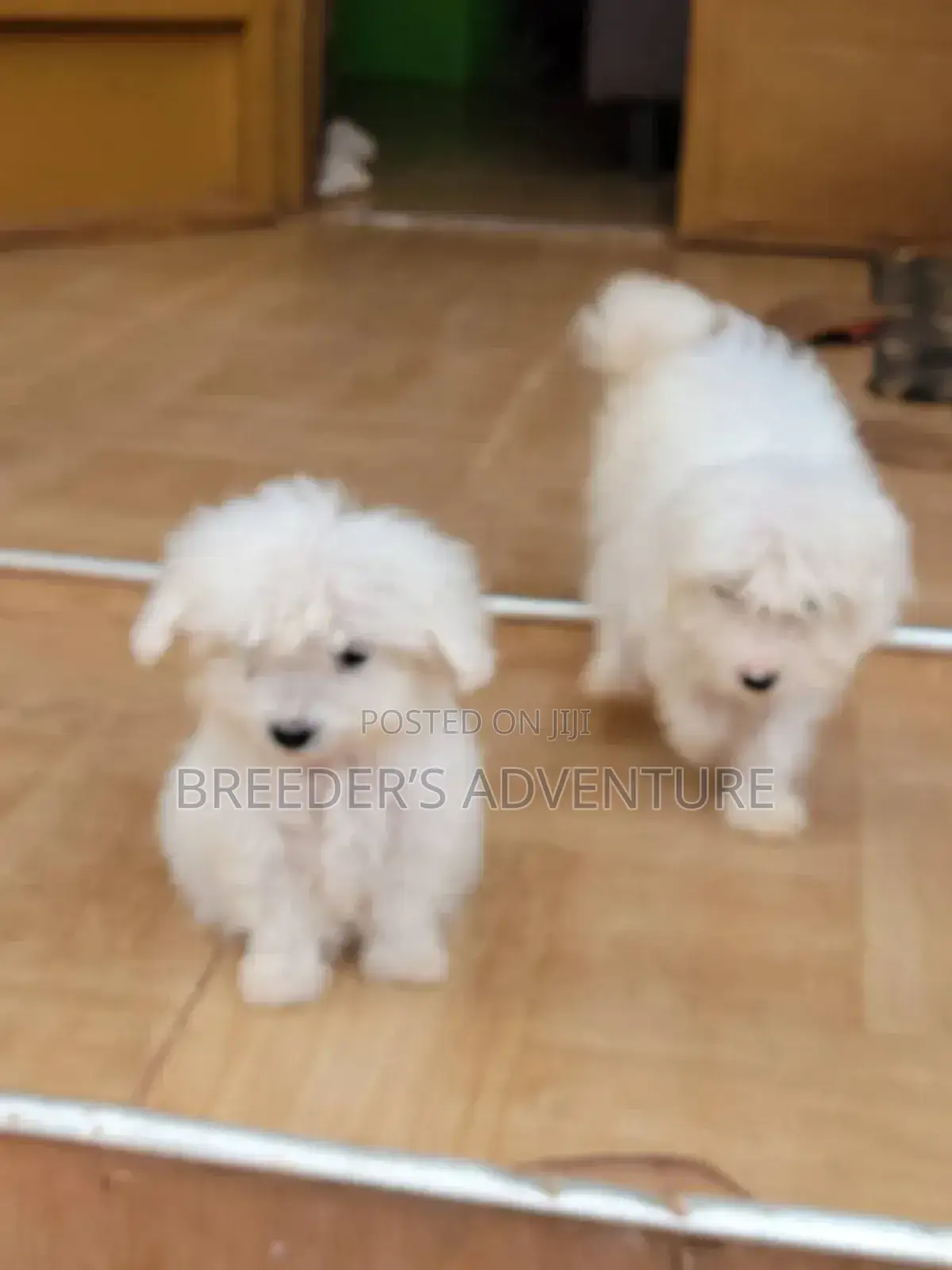 1-3 months Male Purebred Maltese