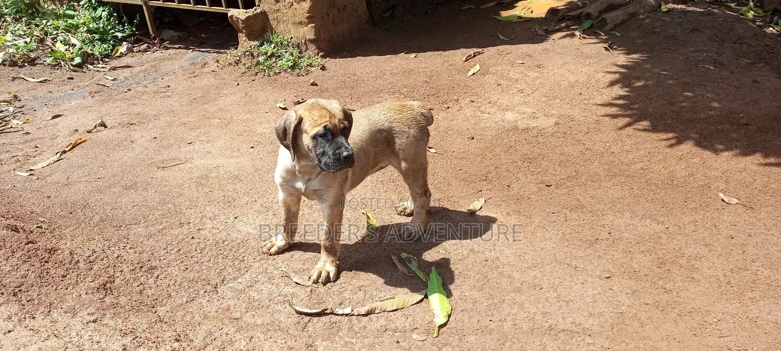 1-3 months Male Purebred Boerboel