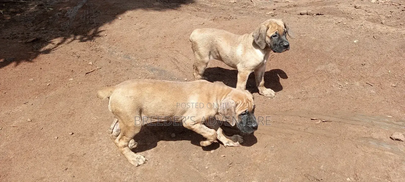 1-3 months Female Purebred Boerboel