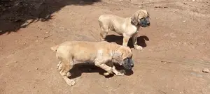 1-3 months Female Purebred Boerboel