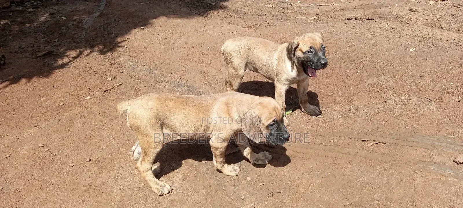 1-3 months Female Purebred Boerboel