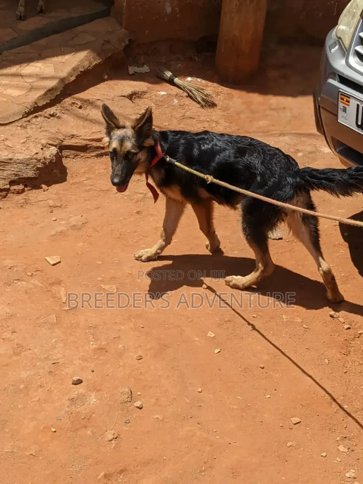 3-6 months Female Purebred German Shepherd
