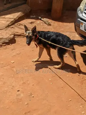 3-6 months Female Purebred German Shepherd