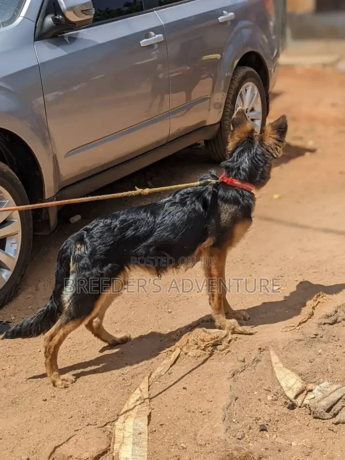 3-6 months Female Purebred German Shepherd