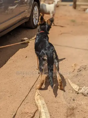 3-6 months Female Purebred German Shepherd