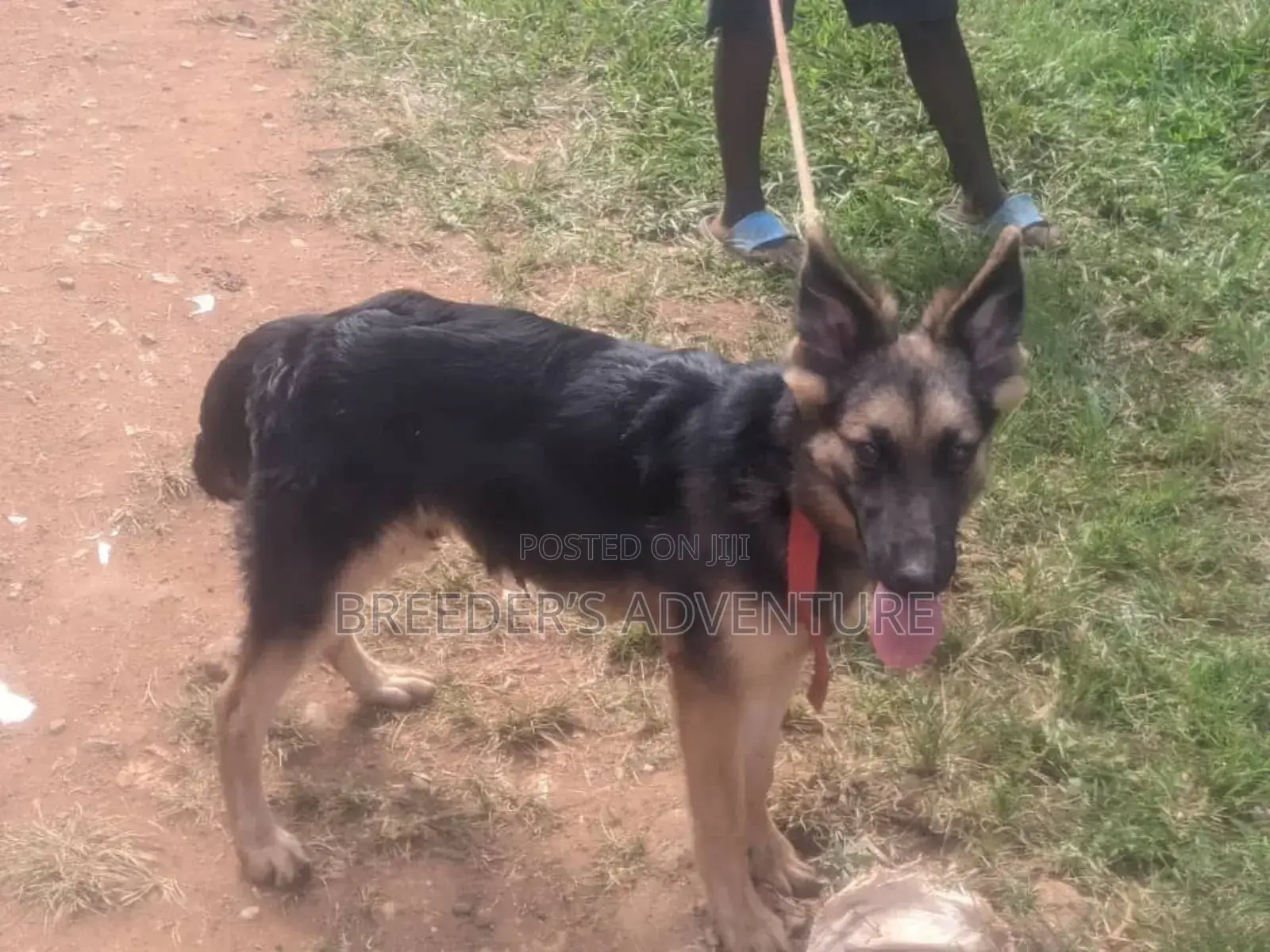 3-6 months Female Purebred German Shepherd