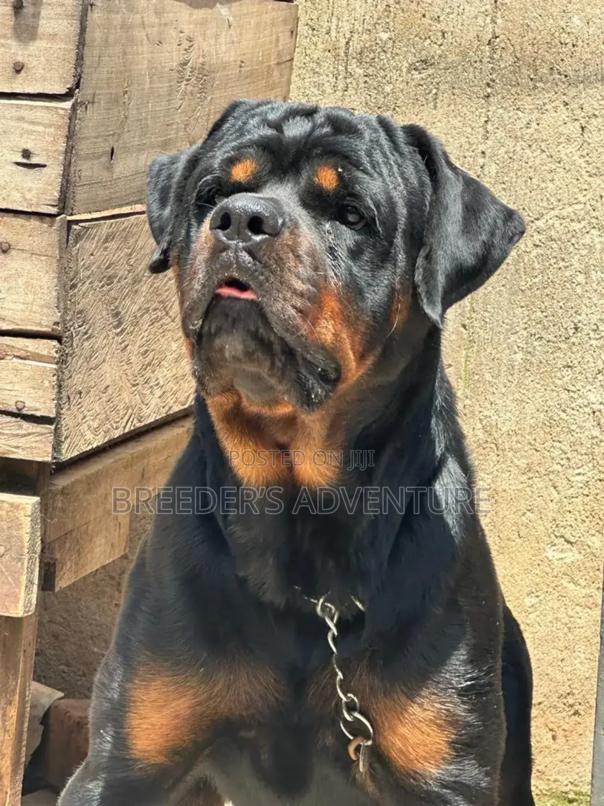 6-12 months Male Purebred Rottweiler