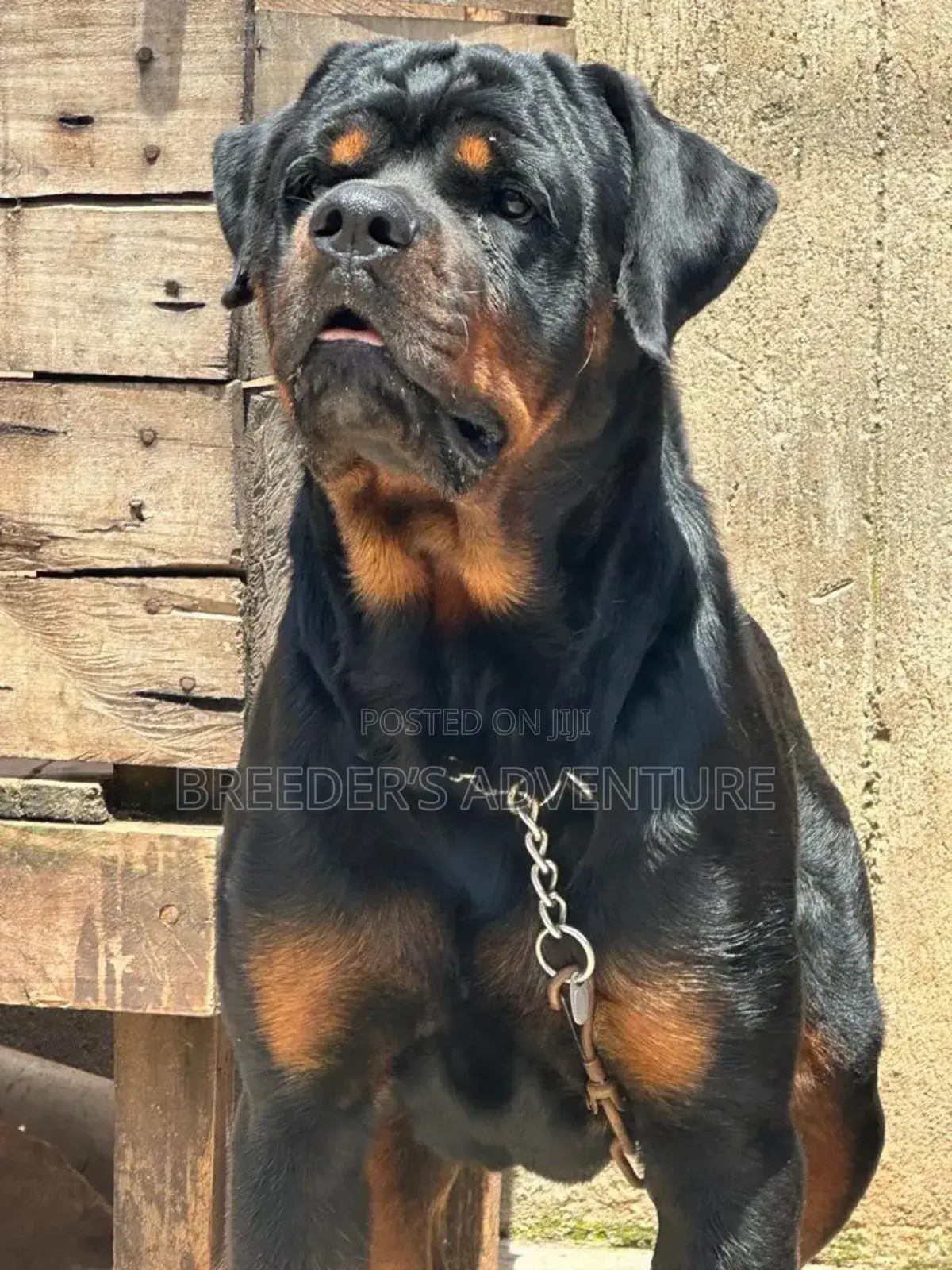 6-12 months Male Purebred Rottweiler