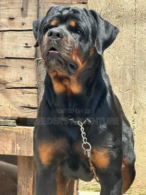 6-12 months Male Purebred Rottweiler