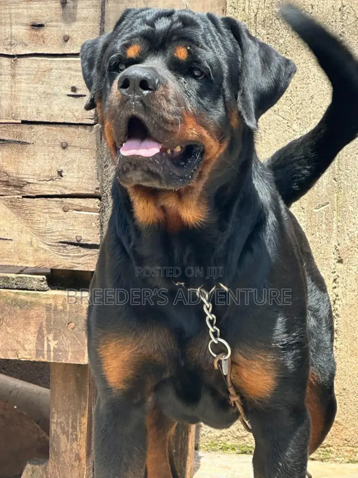 6-12 months Male Purebred Rottweiler