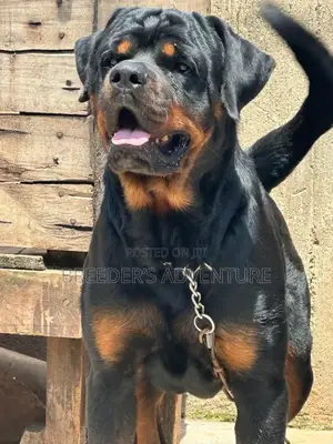 6-12 months Male Purebred Rottweiler