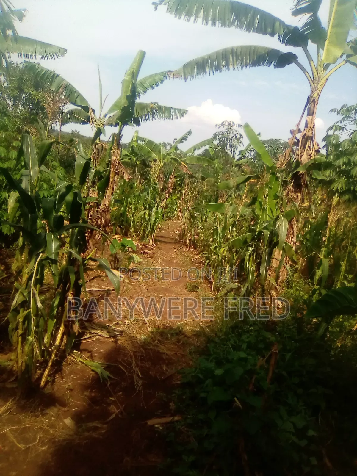 16 Acres of Farmland for Sale in Buikwe in Ntenjeru / Mukono Land