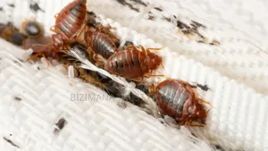 Photo - Bedbug Fumigation