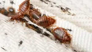 Bedbug Fumigation