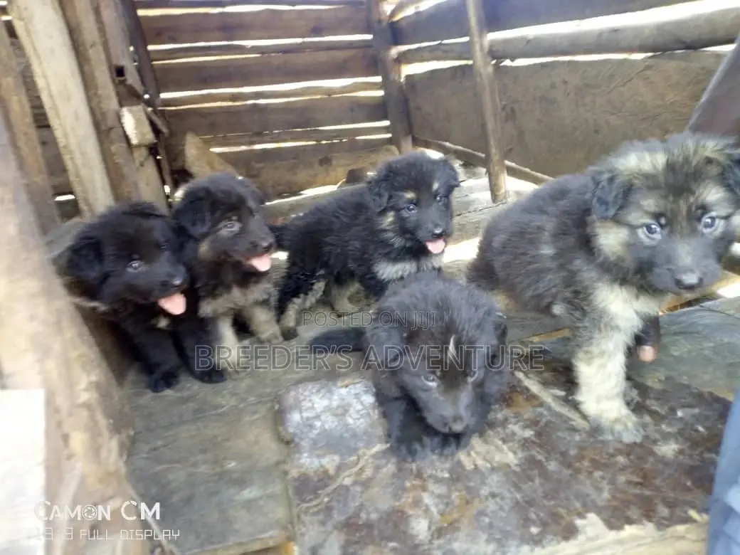 Young Male Purebred German Shepherd Dog