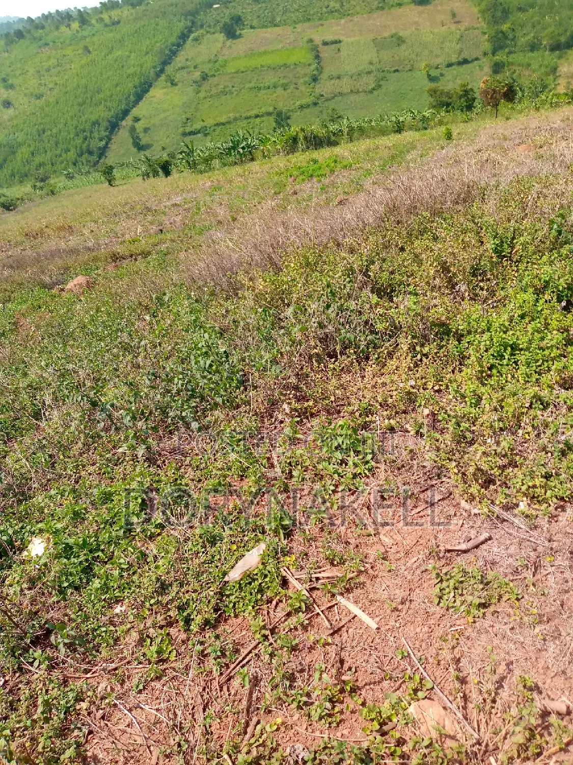 60 Acres in Lugazi District at 25m Each