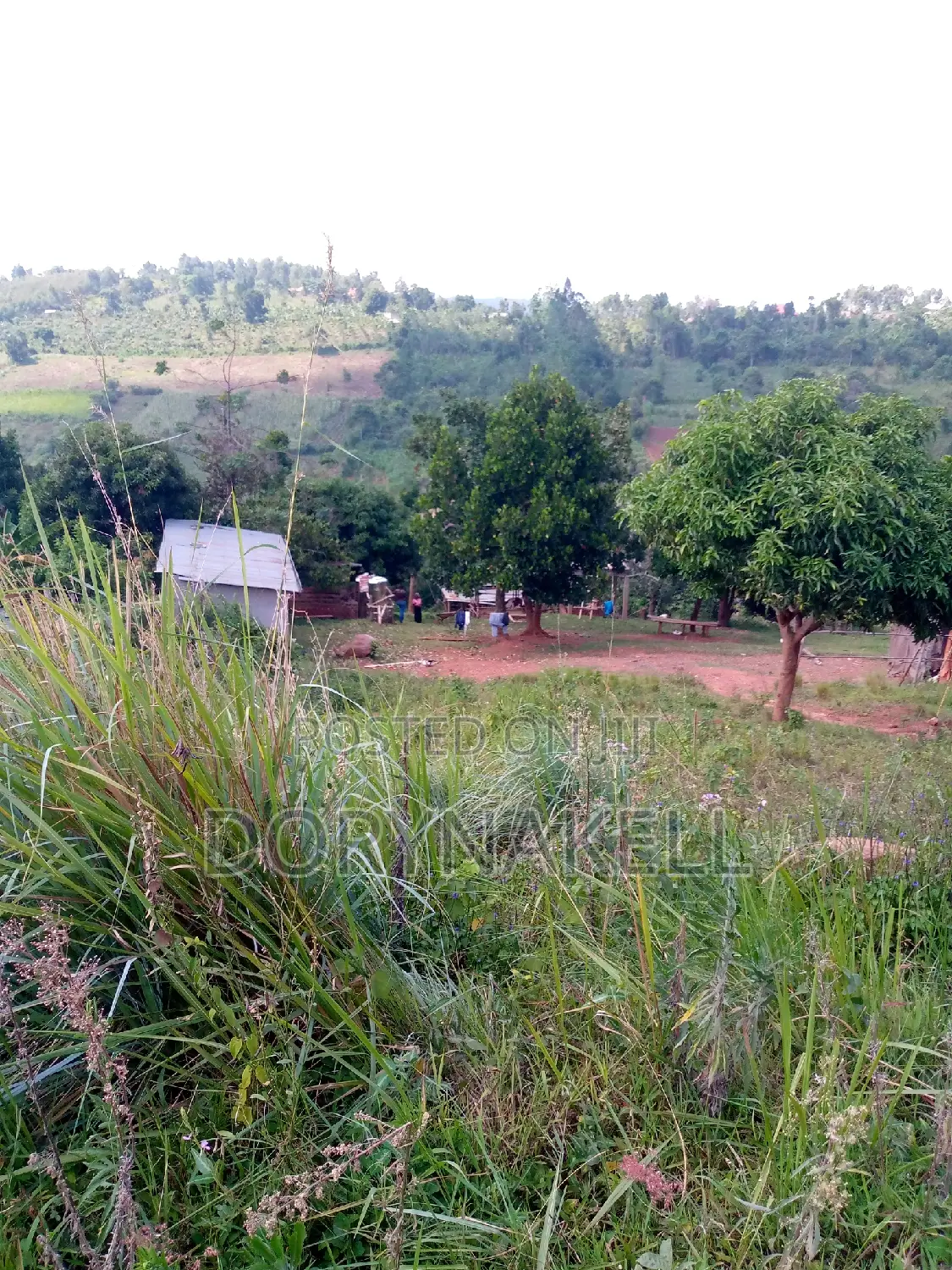 60 Acres in Lugazi District at 25m Each