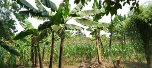 Plot's for Sale in Kira